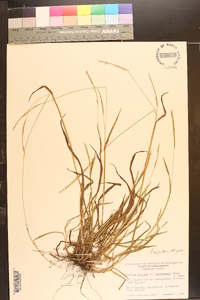 Paspalum setaceum var. muhlenbergii image