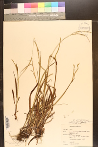 Paspalum setaceum var. muhlenbergii image