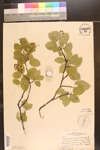 Amelanchier laevis image