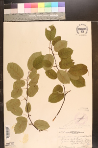 Amelanchier sanguinea image