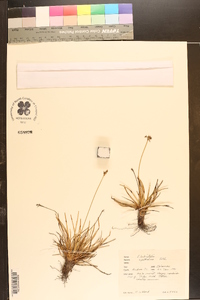 Fimbristylis spathacea image