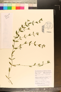 Mecardonia acuminata var. acuminata image