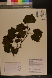 Vitis rotundifolia image