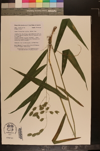 Chasmanthium latifolium image