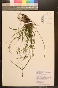 Carex crebriflora image