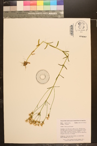 Sabatia quadrangula image