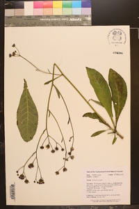 Vernonia acaulis image