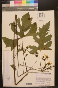 Silphium compositum image