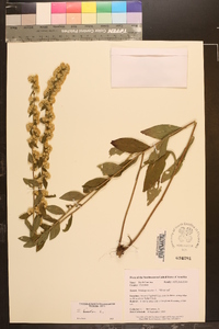 Solidago bicolor image