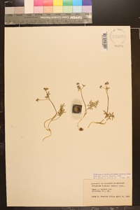 Erigenia bulbosa image