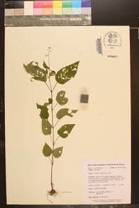 Circaea canadensis image