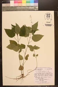 Circaea canadensis image