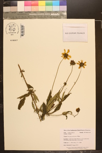 Coreopsis pubescens image