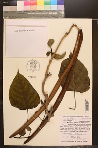 Catalpa speciosa image