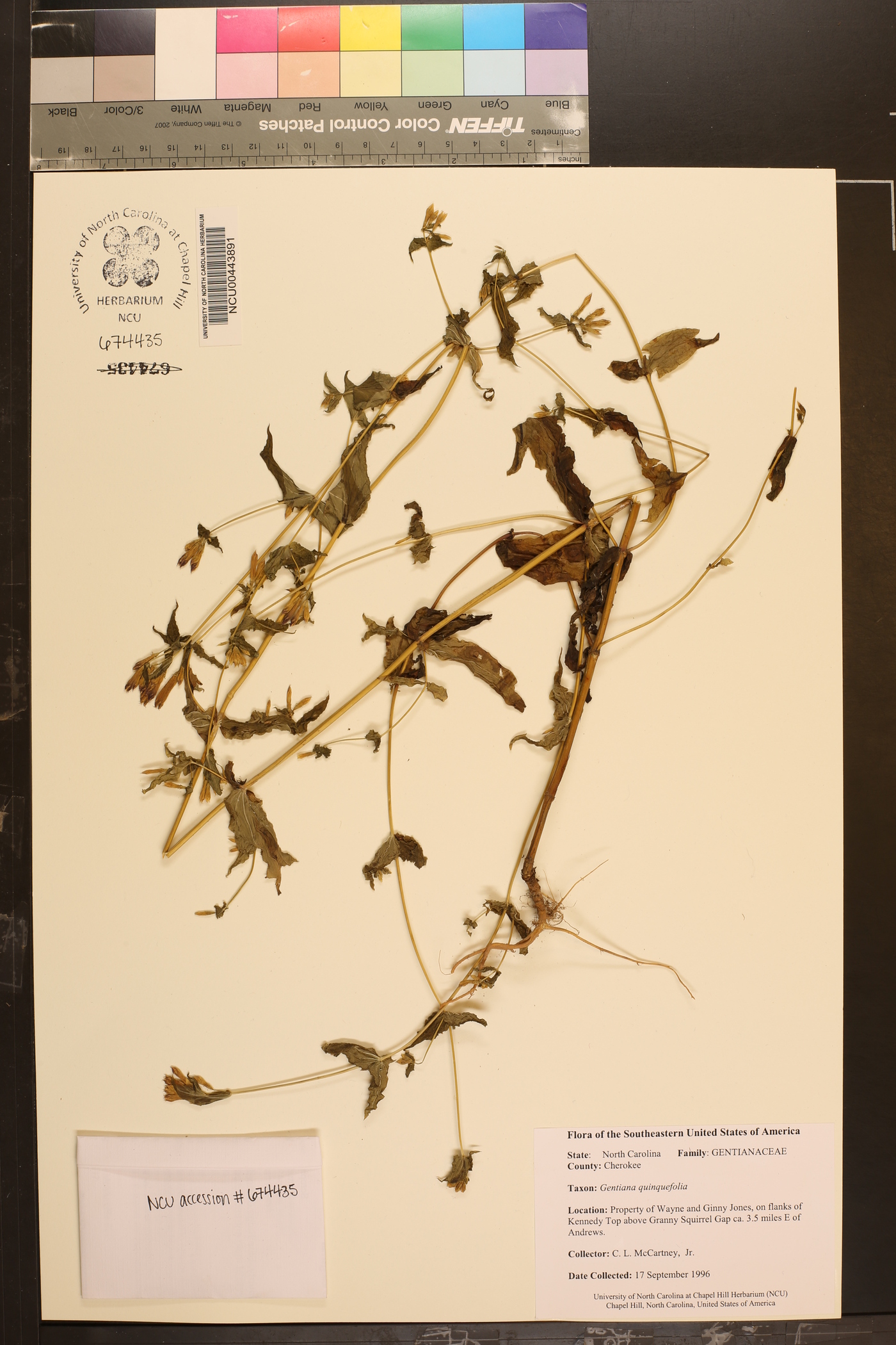 Gentiana quinquefolia image