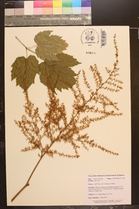 Astilbe biternata image