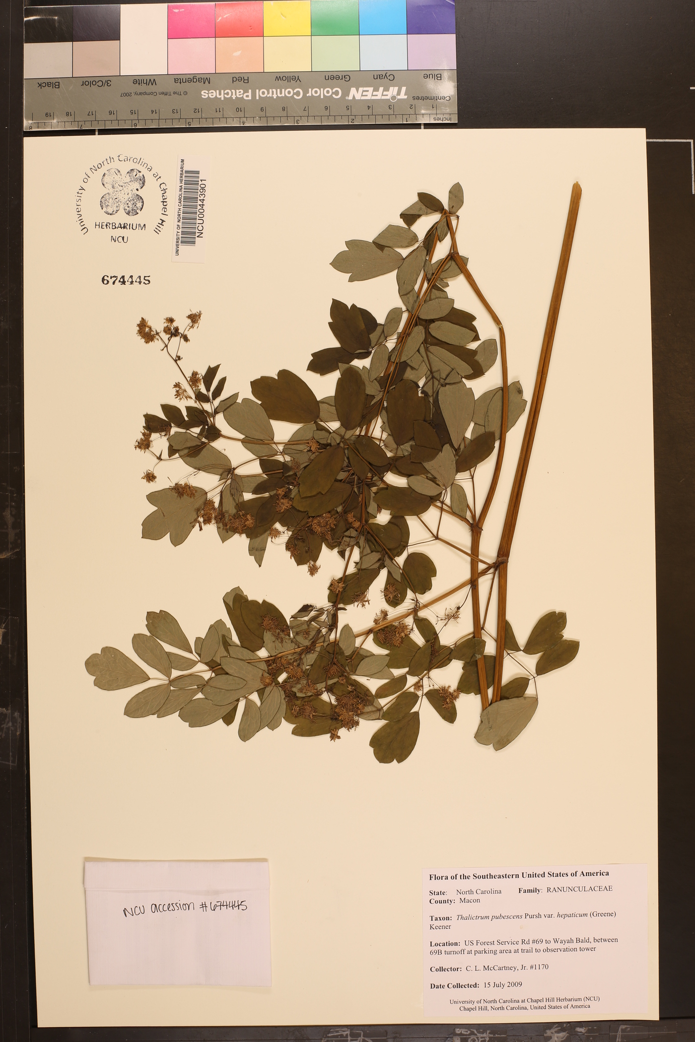 Thalictrum pubescens var. hepaticum image