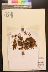 Lygodium palmatum image
