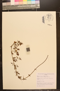 Rhexia lutea image