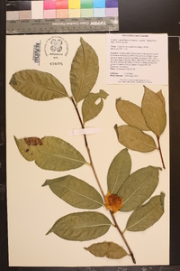 Camellia chrysanthoides image