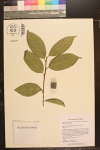 Camellia chrysanthoides image