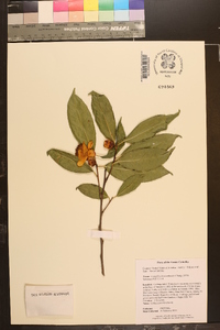 Camellia chrysanthoides image