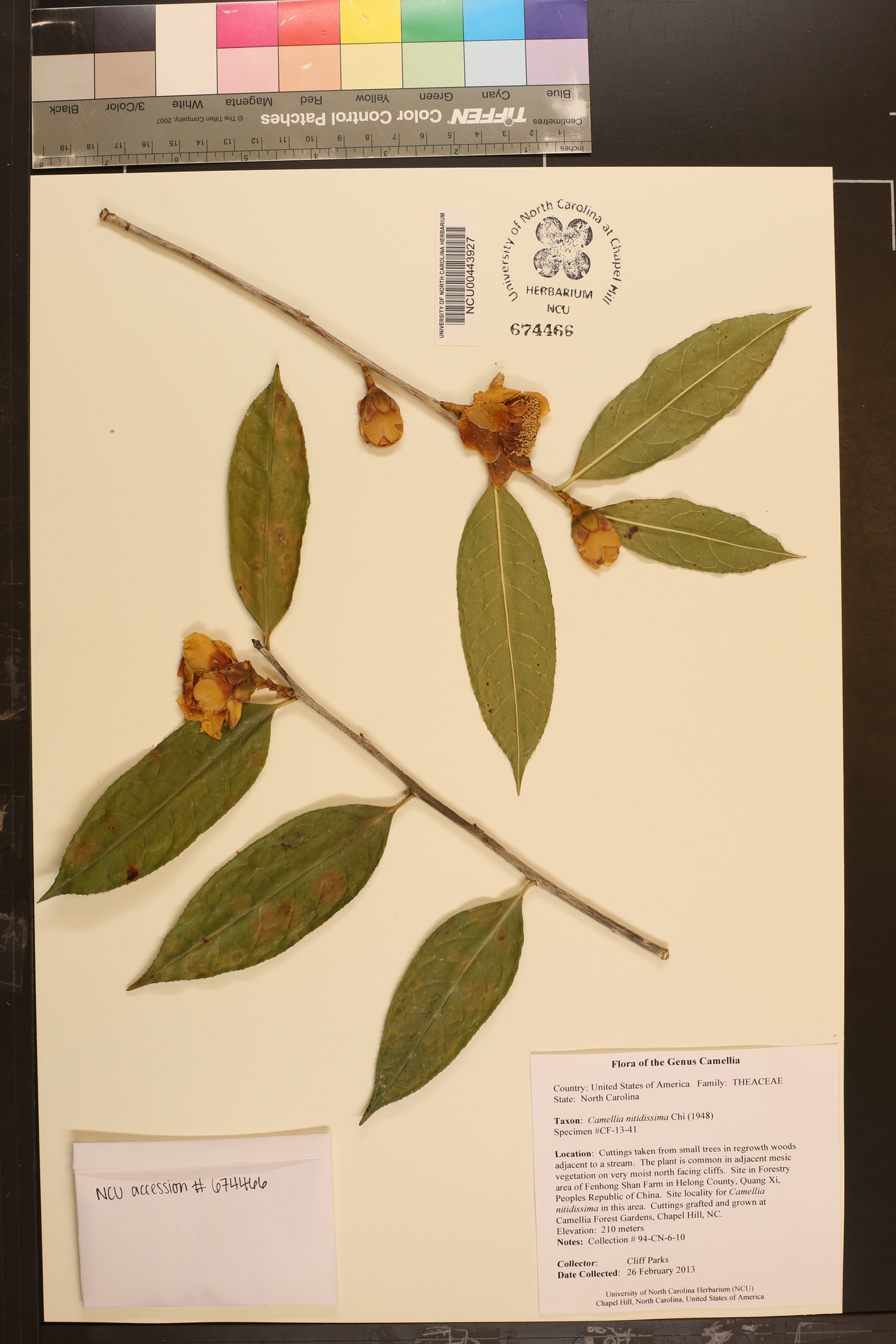 Camellia petelotii image