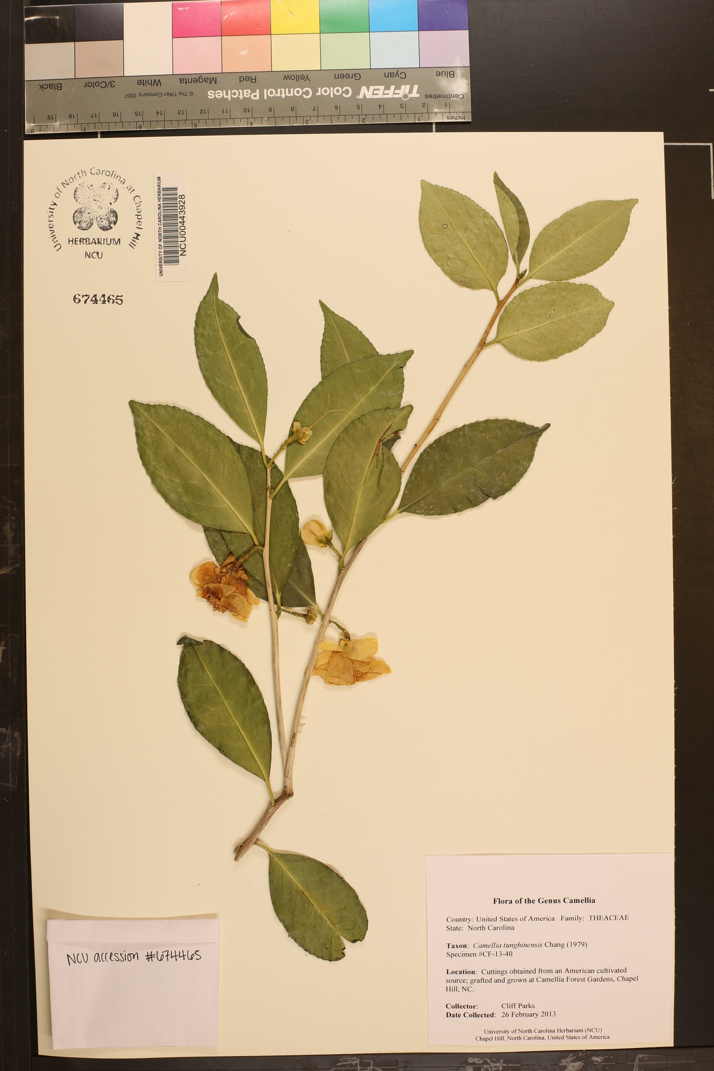 Camellia indochinensis image