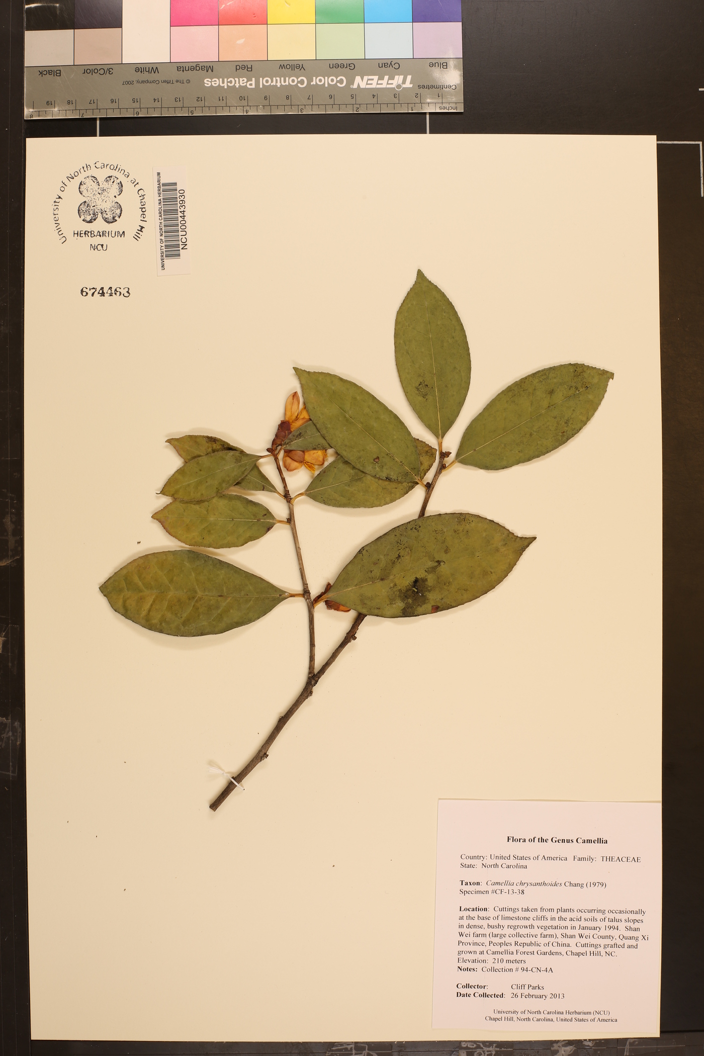 Camellia chrysanthoides image