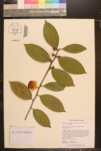 Camellia chrysanthoides image