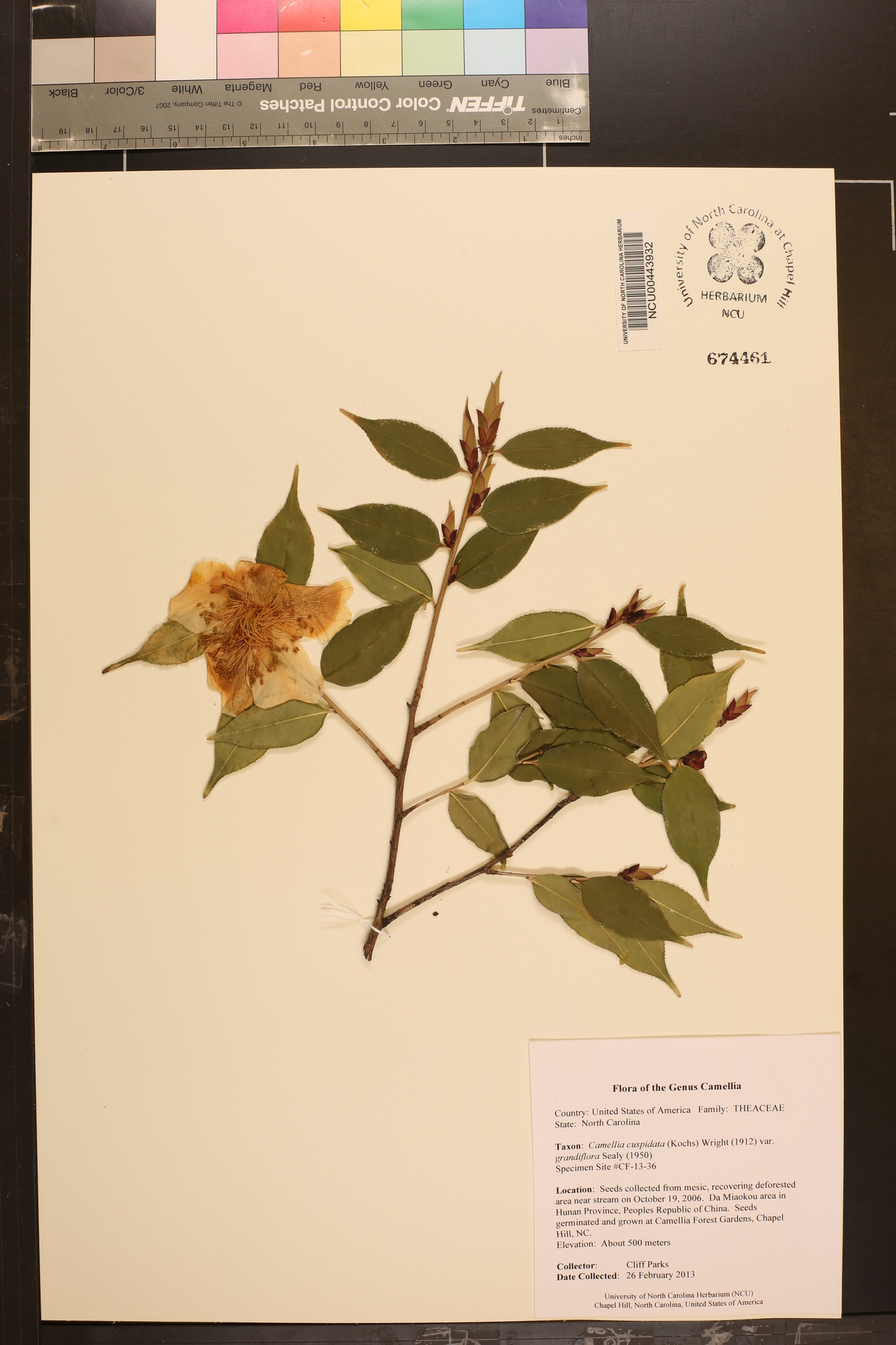 Camellia cuspidata var. grandiflora image