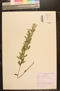 Lespedeza capitata image