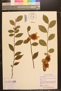 Camellia yunnanensis image