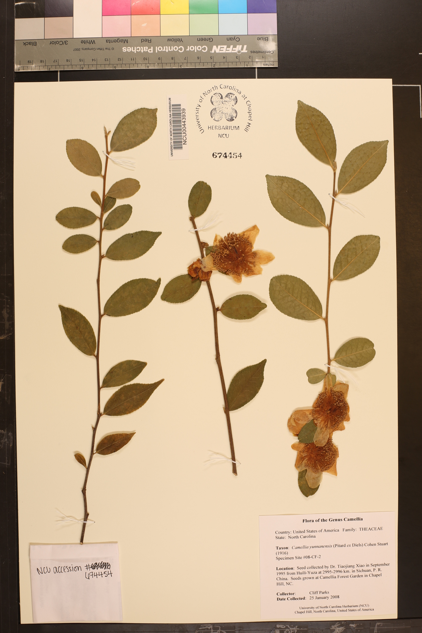 Camellia yunnanensis image