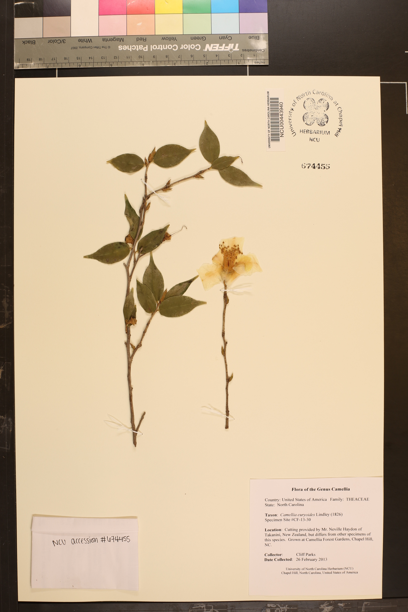 Camellia euryoides image