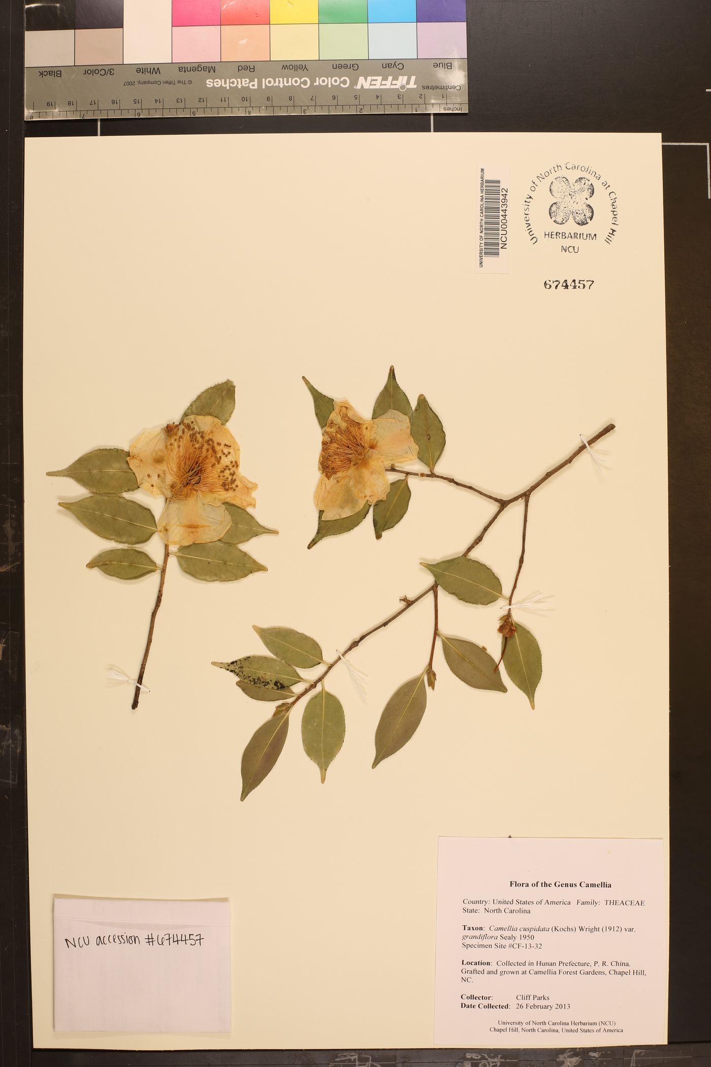 Camellia cuspidata image