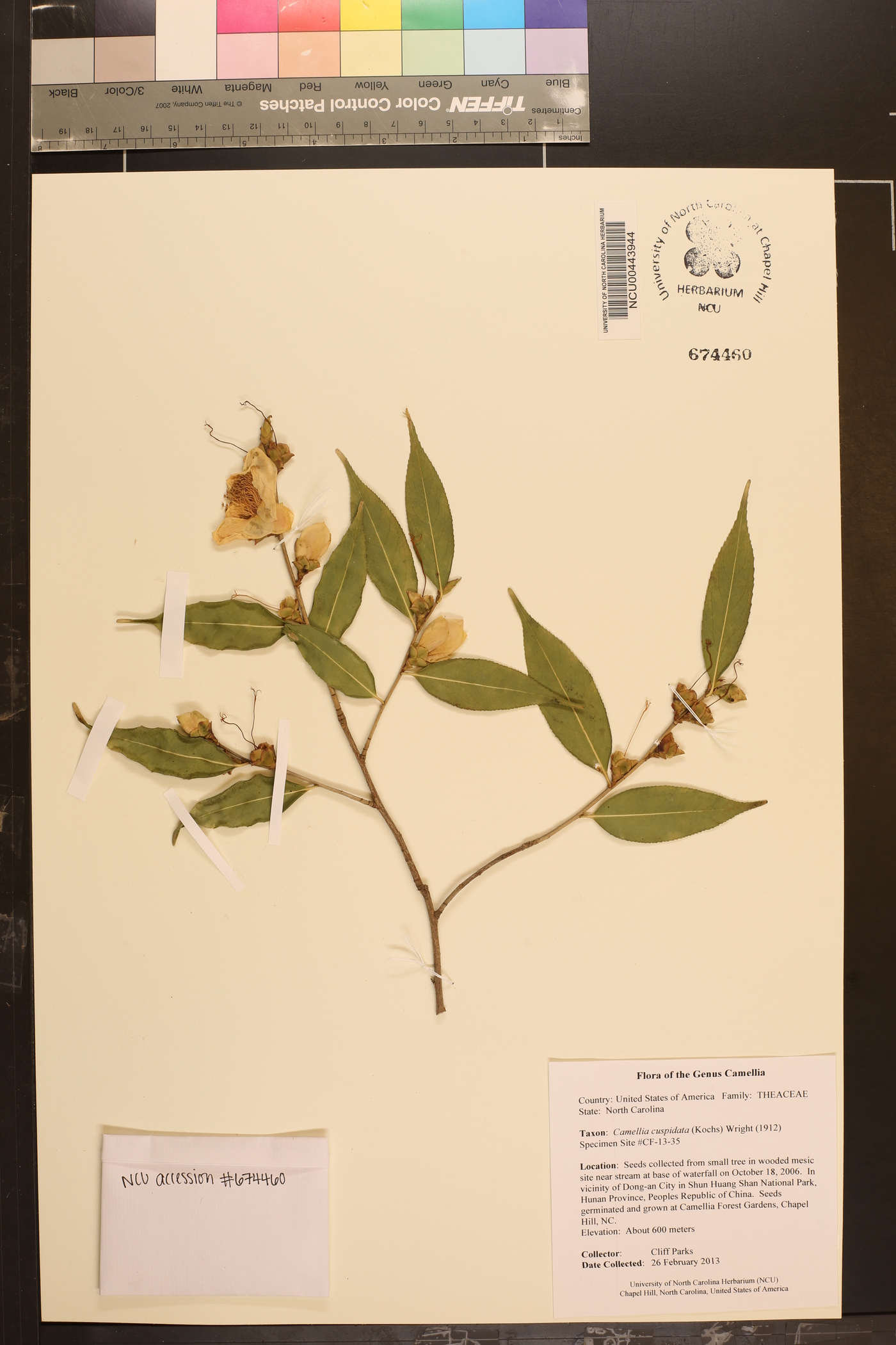 Camellia cuspidata image