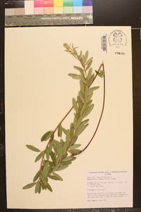 Lespedeza capitata image