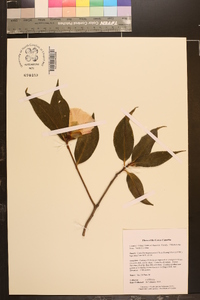 Camellia semiserrata image