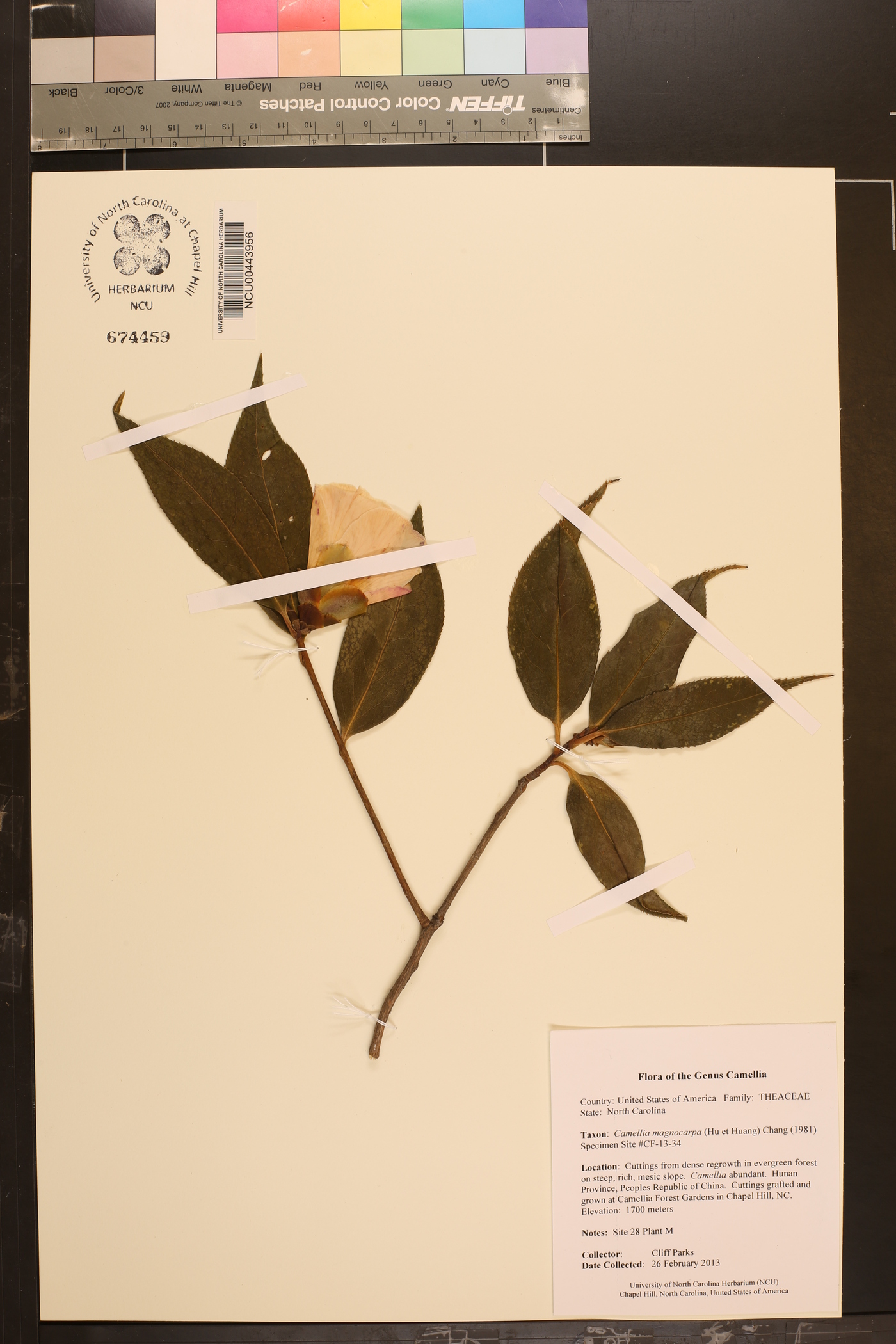 Camellia semiserrata var. magnocarpa image