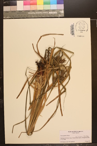 Carex gigantea image