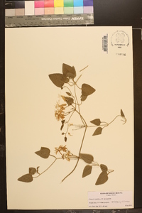 Clematis terniflora image