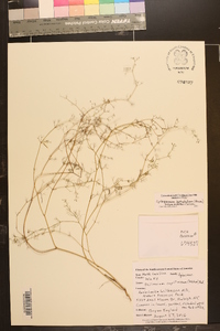 Cyclospermum leptophyllum image