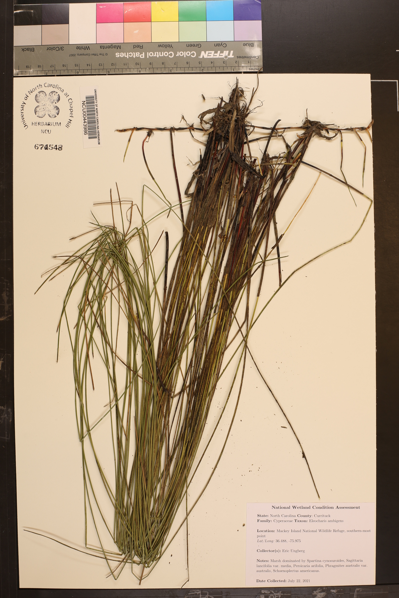 Eleocharis ambigens image