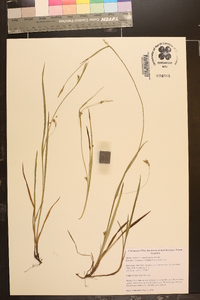 Carex styloflexa image