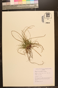 Carex umbellata image