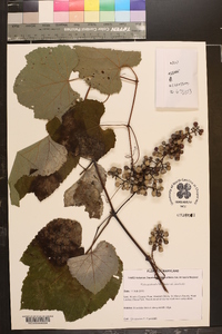 Vitis aestivalis var. aestivalis image