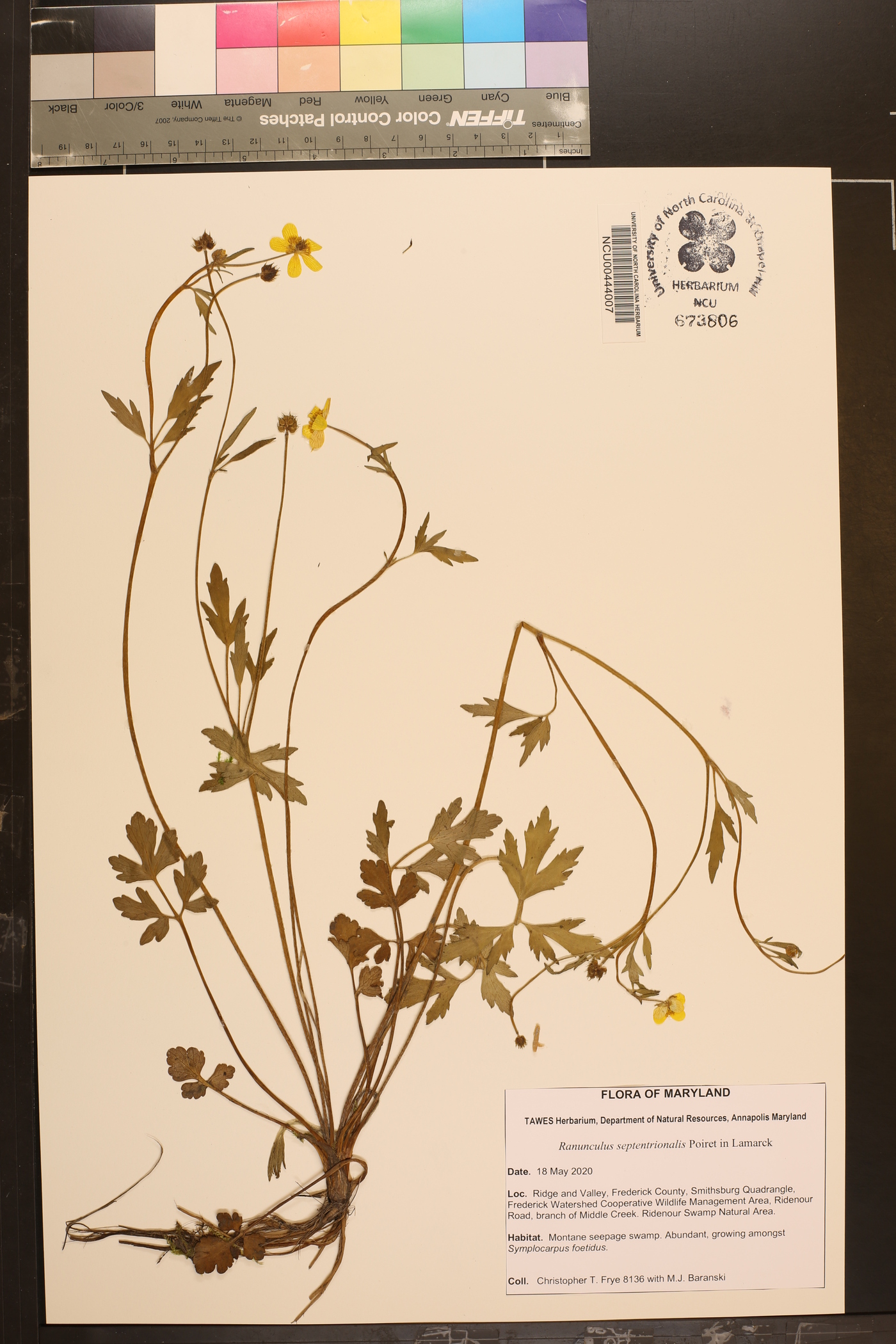 Ranunculus septentrionalis image