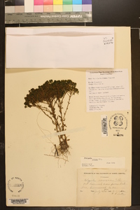 Polygala ramosa image