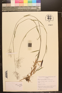 Dichanthelium acuminatum subsp. longiligulatum image